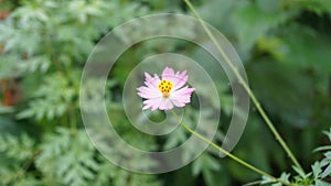 pink cosmos flower in my garden